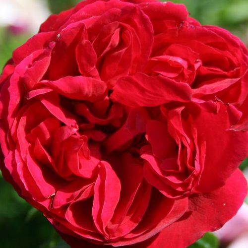 Online rózsa vásárlás - Vörös - climber, futó rózsa - intenzív illatú rózsa - Rosa Eric Tabarly® - Alain Meilland - A Pierre de Ronsardra emlékeztető bájos rózsa, élénk virágszínnel és intenzív illattal.